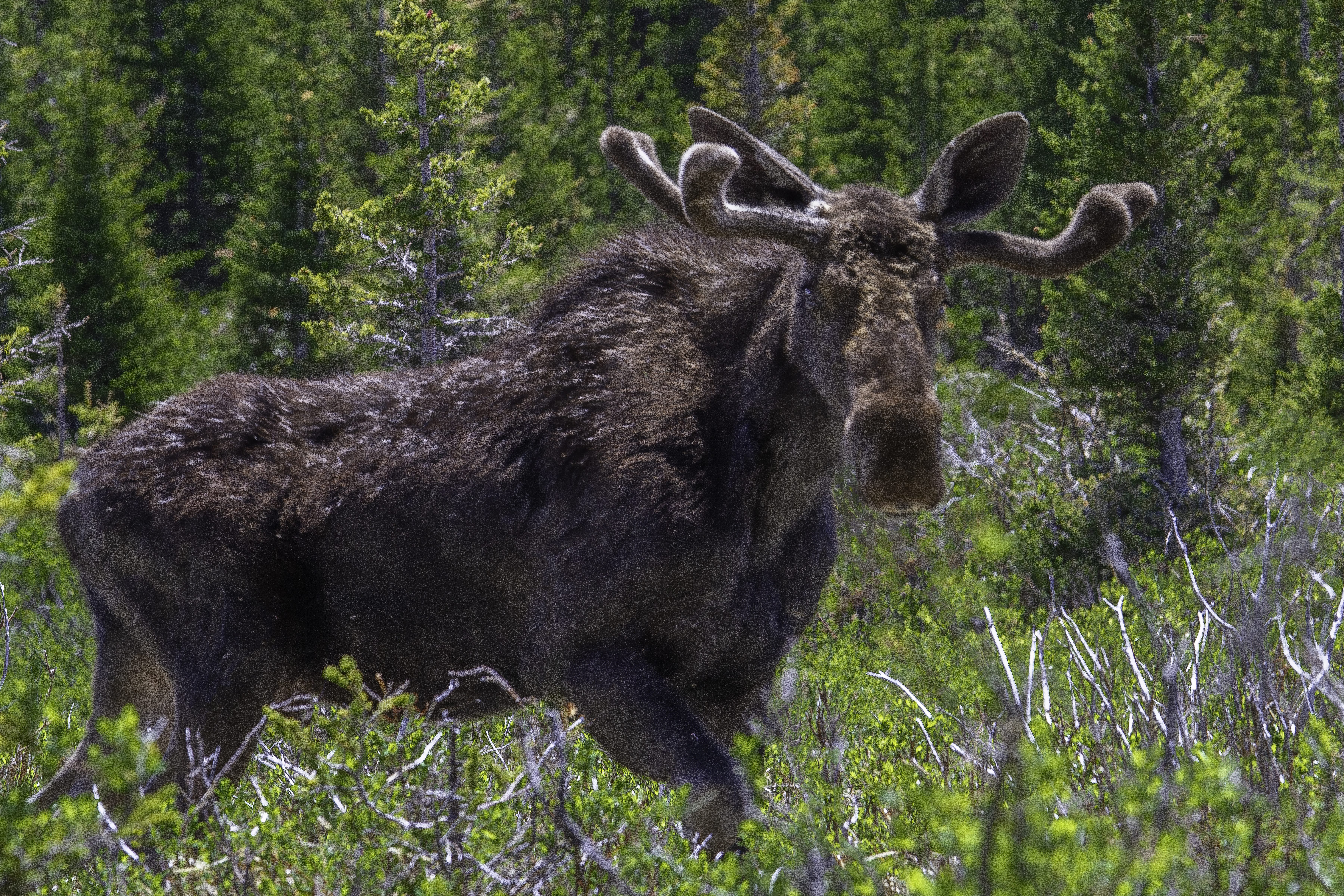 Bull Moose Velvet Rack by Tom Heywood Photography