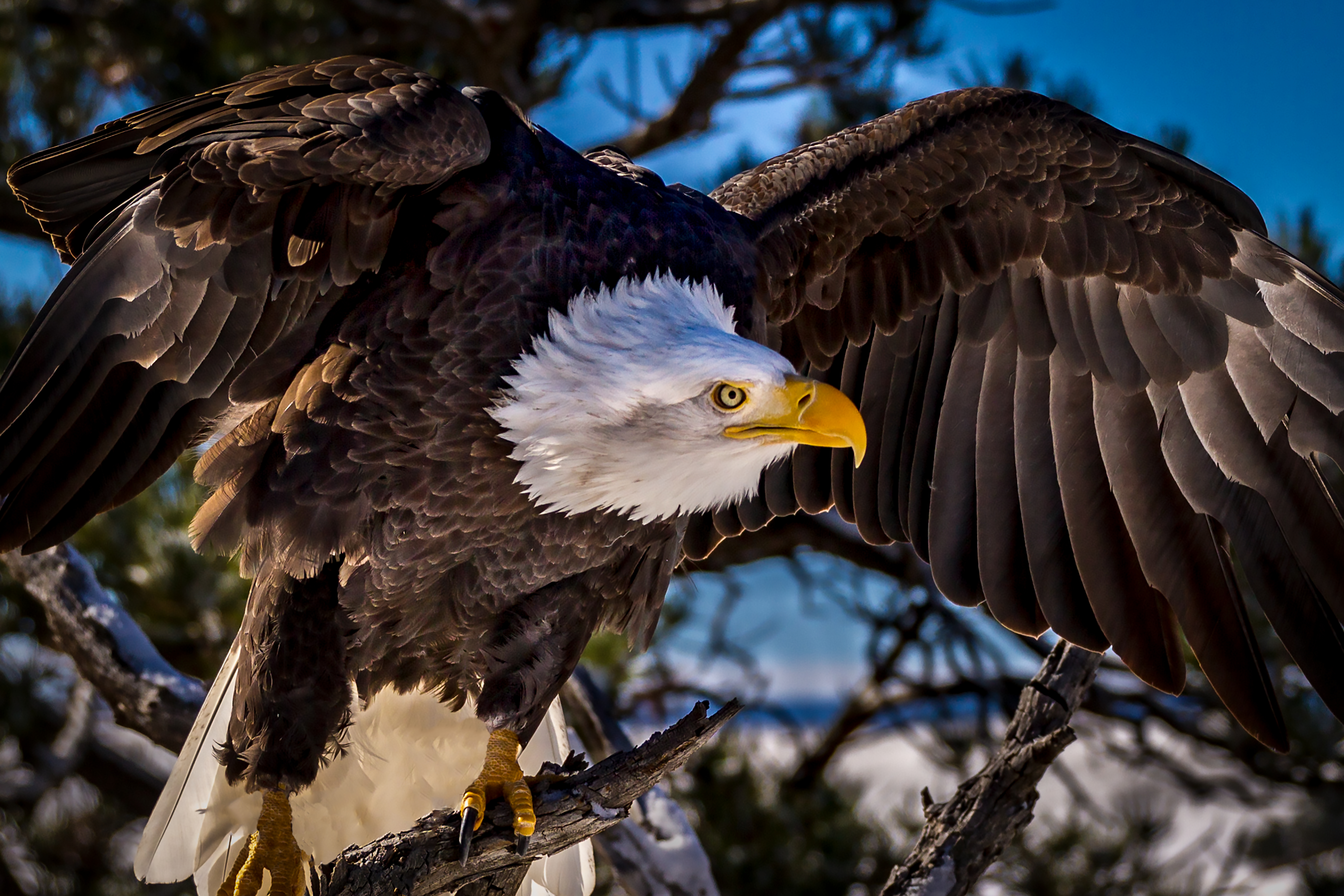 American Eagle by Tom Heywood Photography