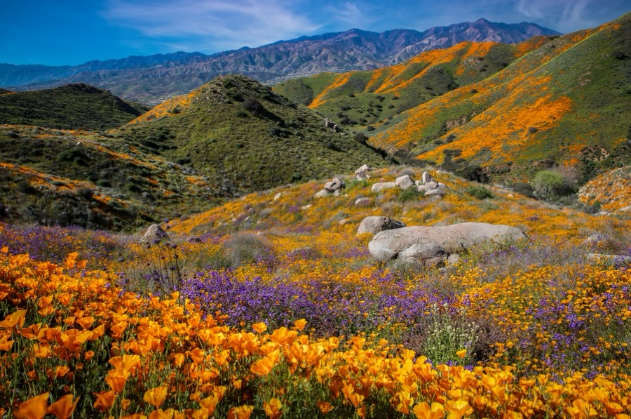 Valley View Poppies by Tom Heywood Photography