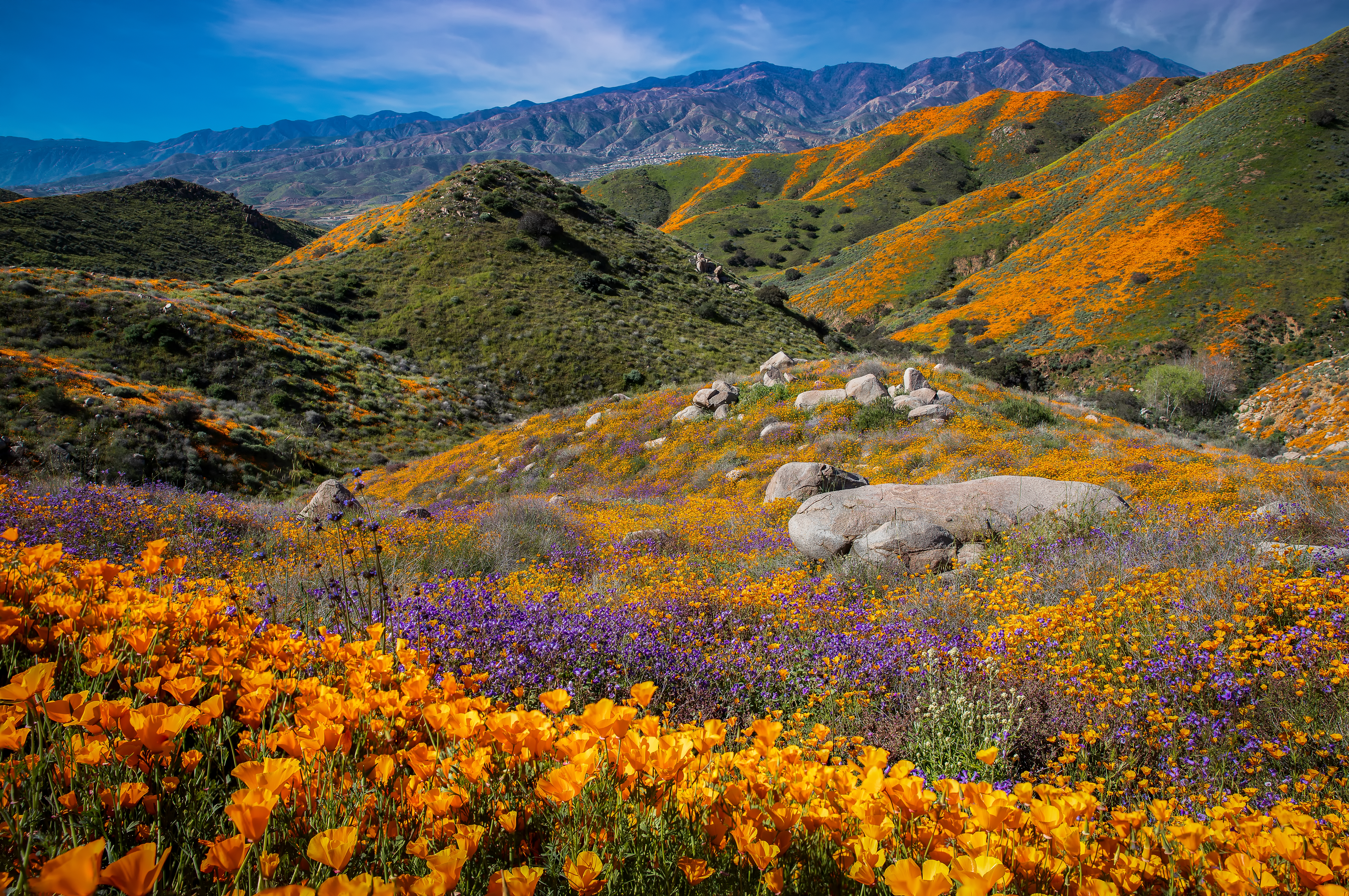 Valley View Poppies by Tom Heywood Photography