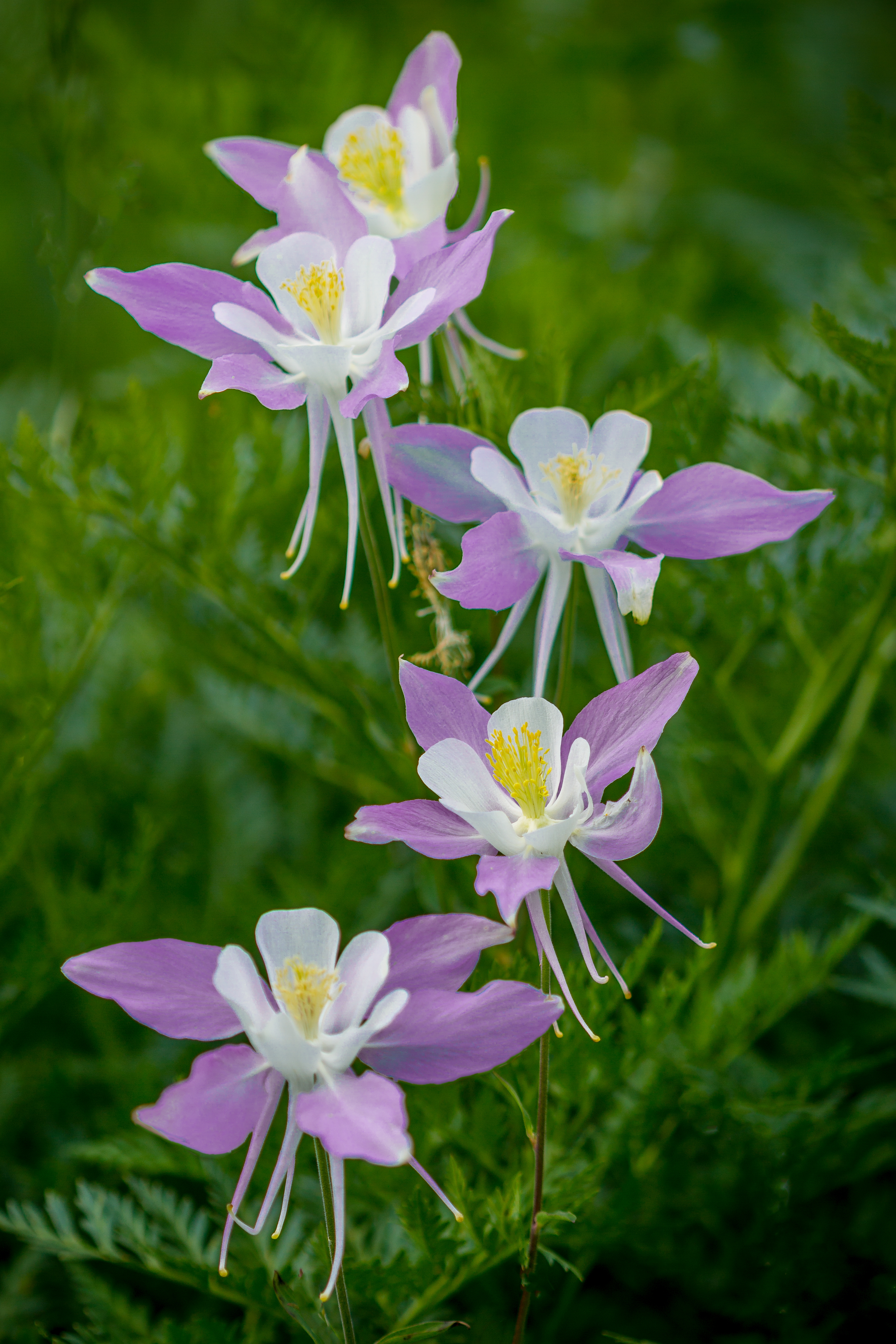 Columbine Portrait by Tom Heywood Photography