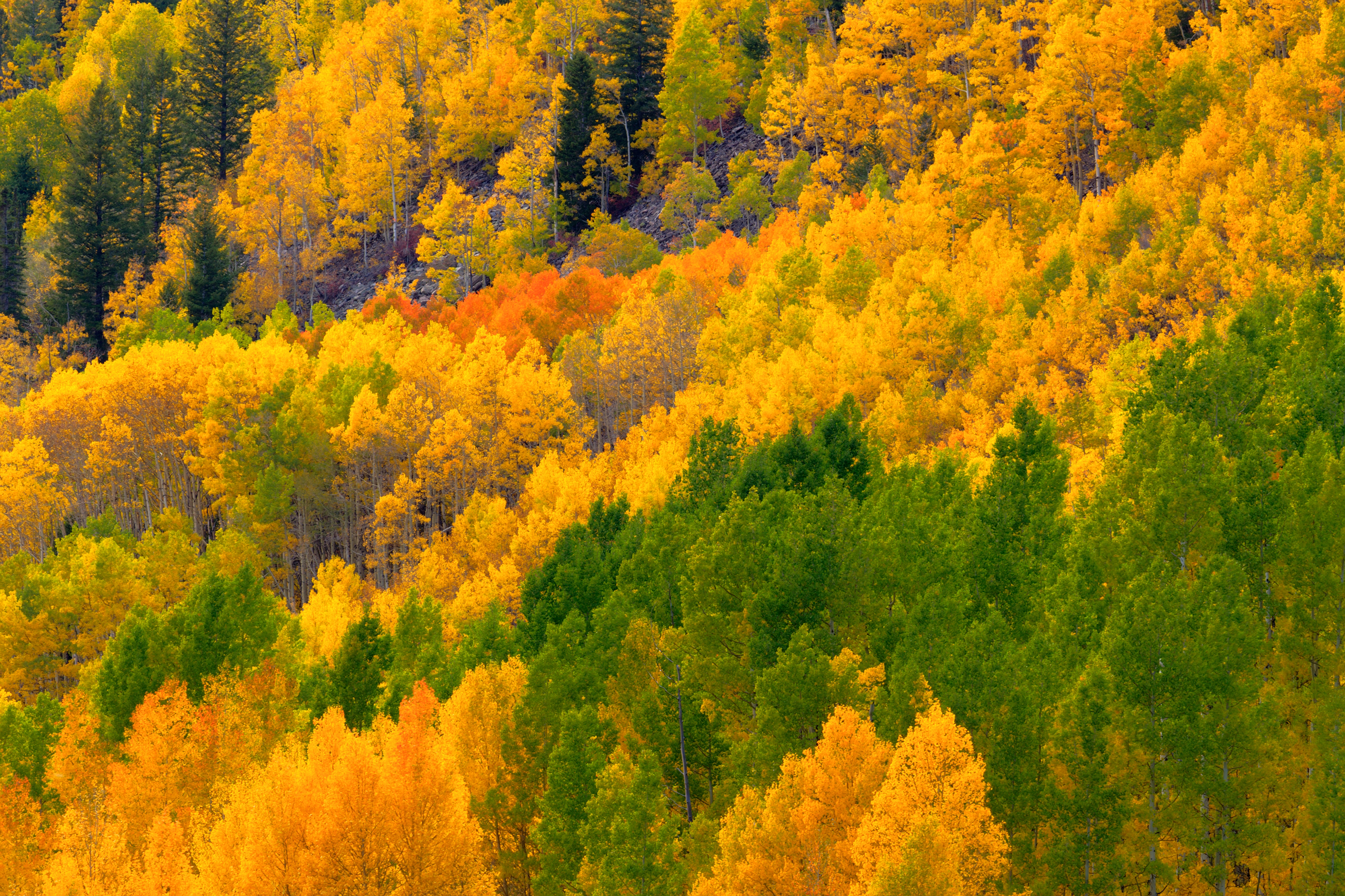 Slope of Color by Tom Heywood Photography