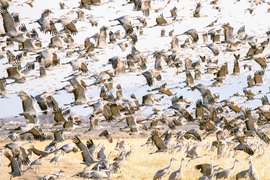 Sandhill Crane Migration by Tom Heywood Photography