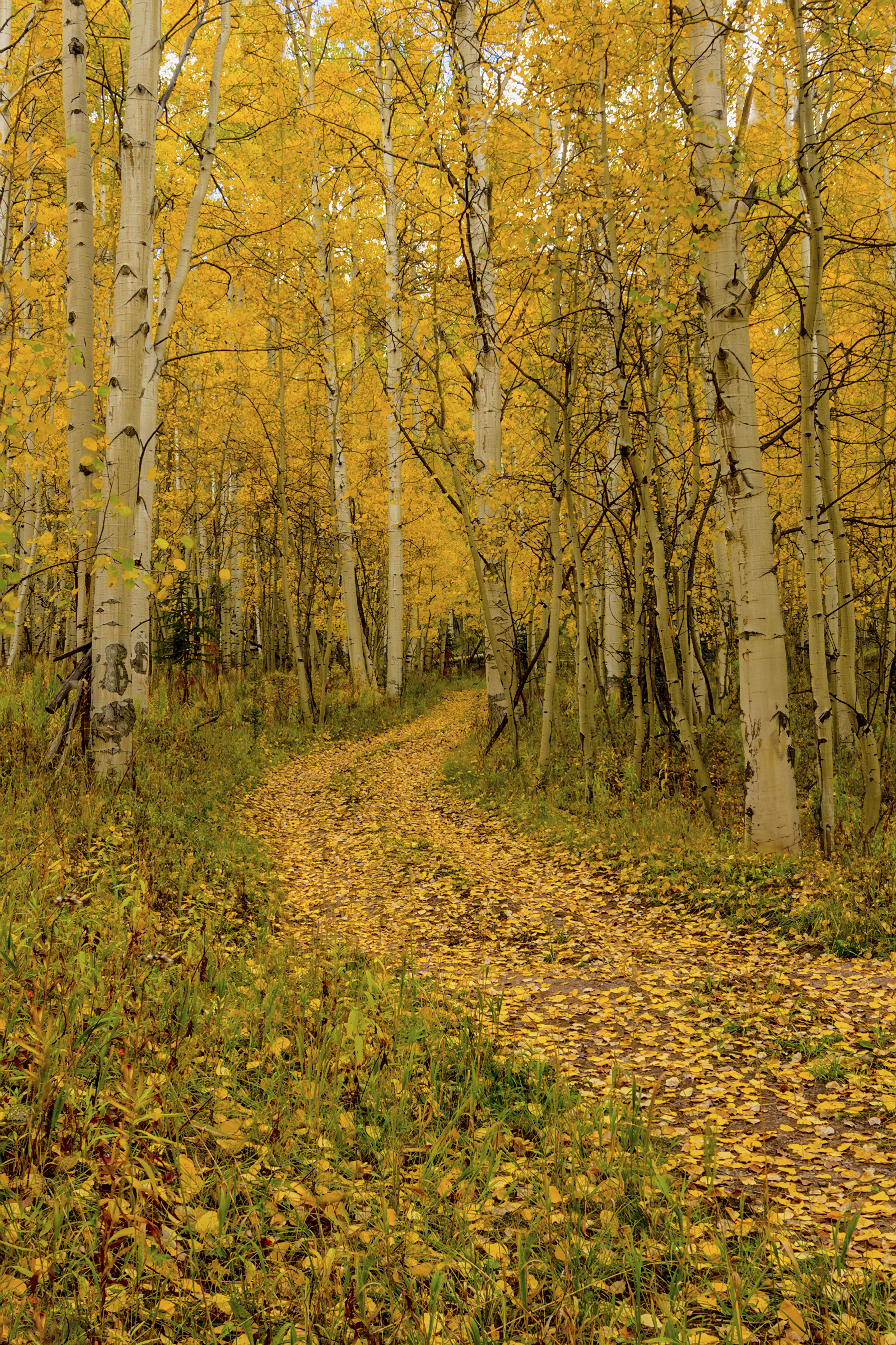 Aspen Road by Tom Heywood Photography
