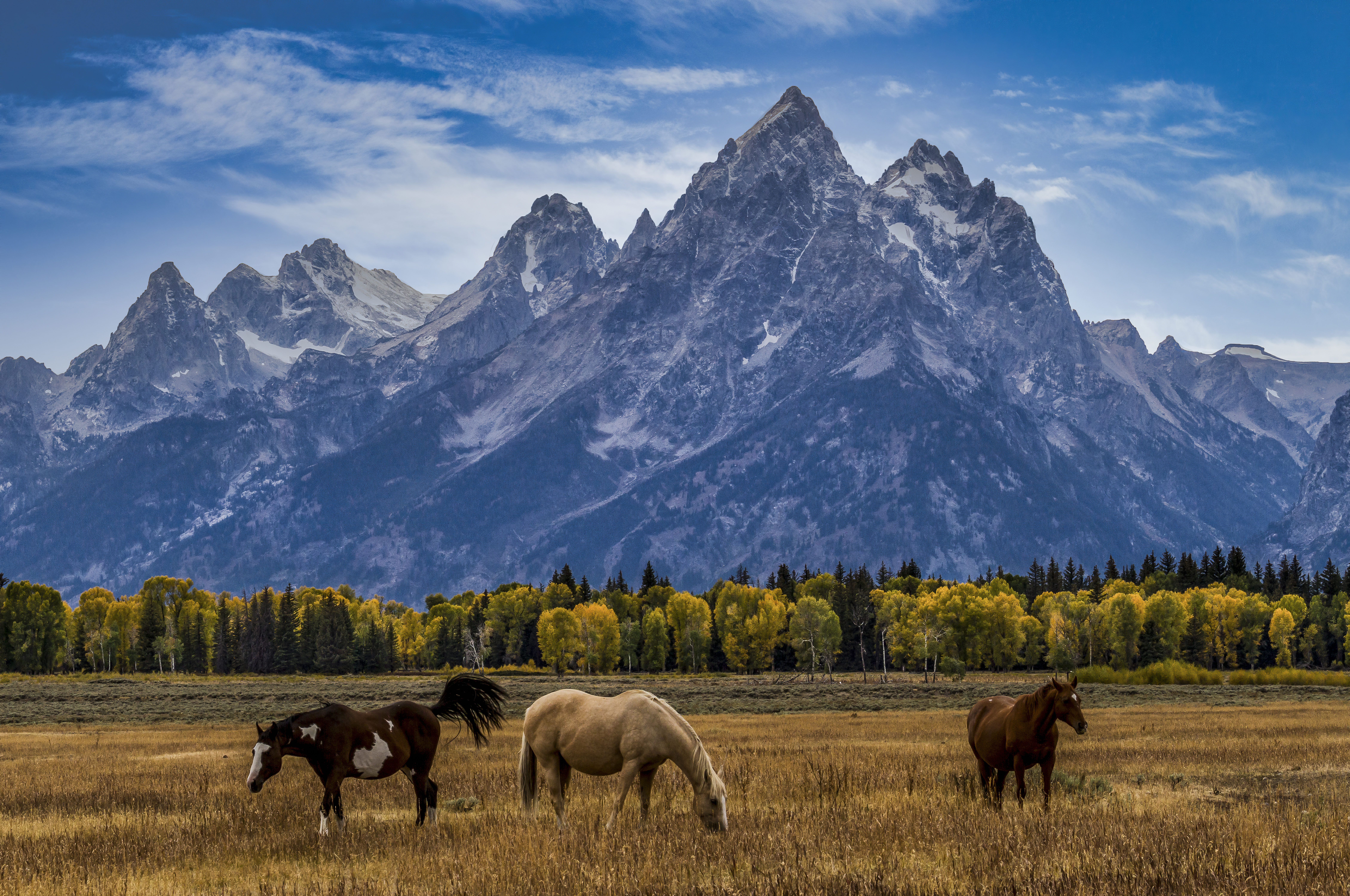 Majestic Pasture Tetons by Tom Heywood Photography