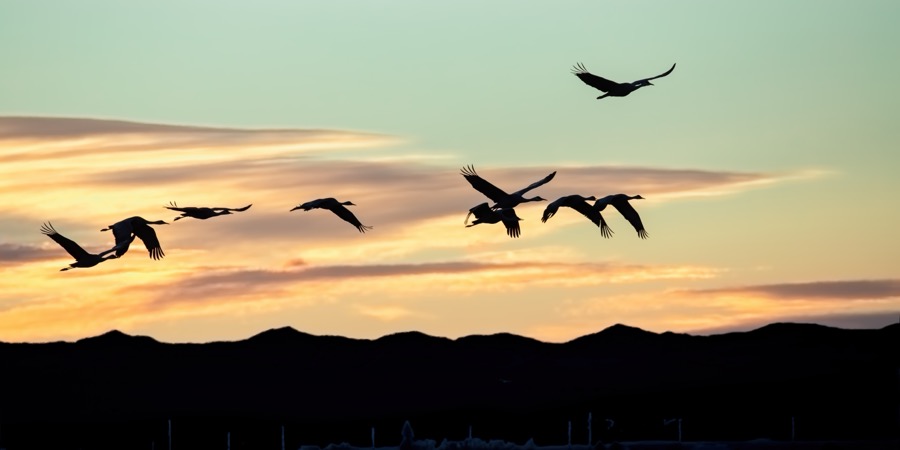 Sandhill Crane in Flight by Tom Heywood Photography
