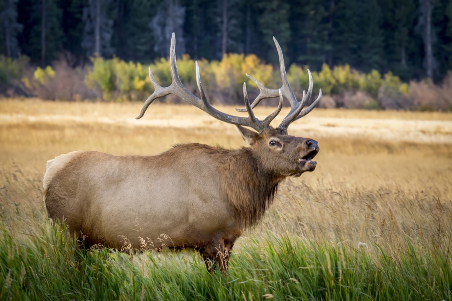 Bull Elk Bugling by Tom Heywood Photography