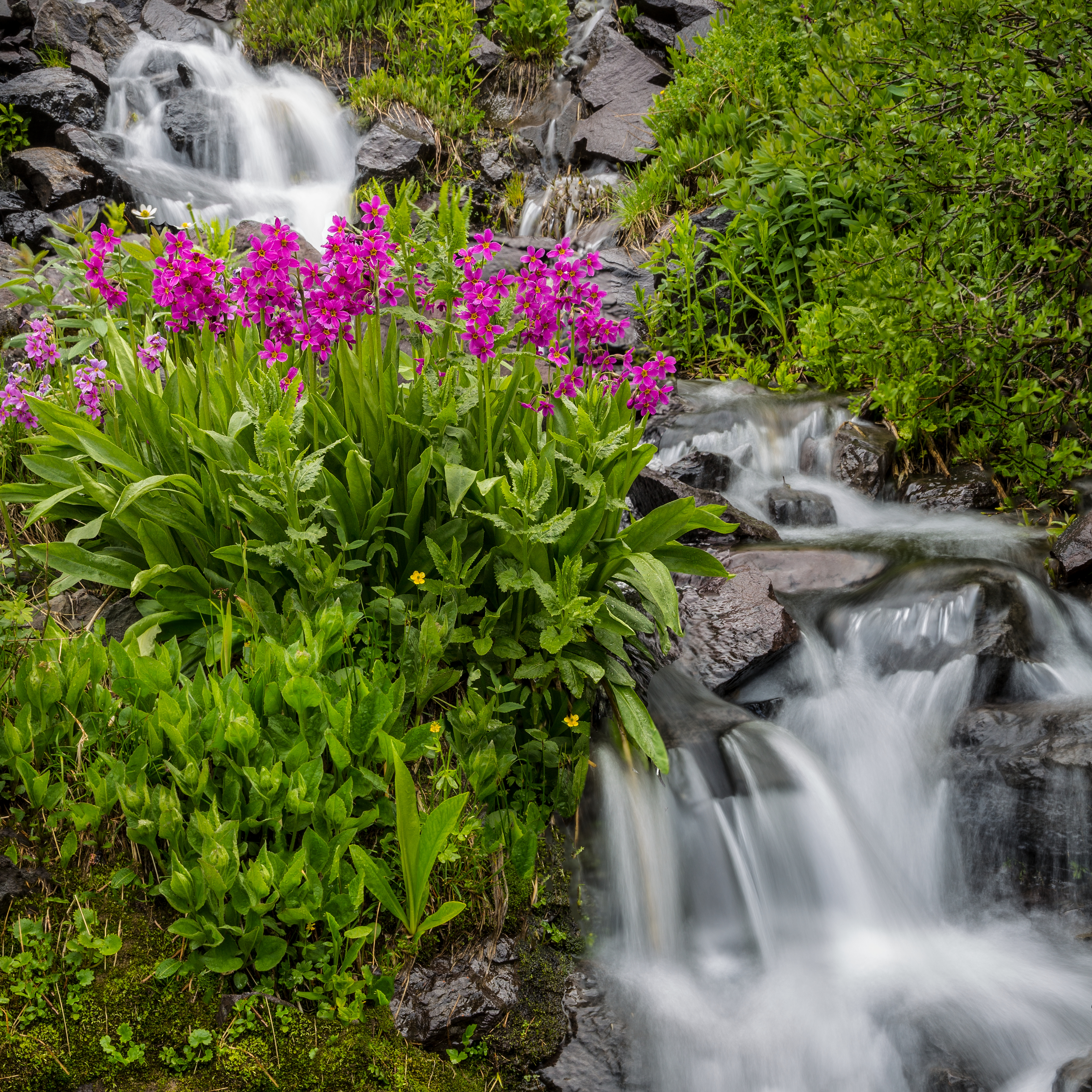 Perry's Primrose by Tom Heywood Photography