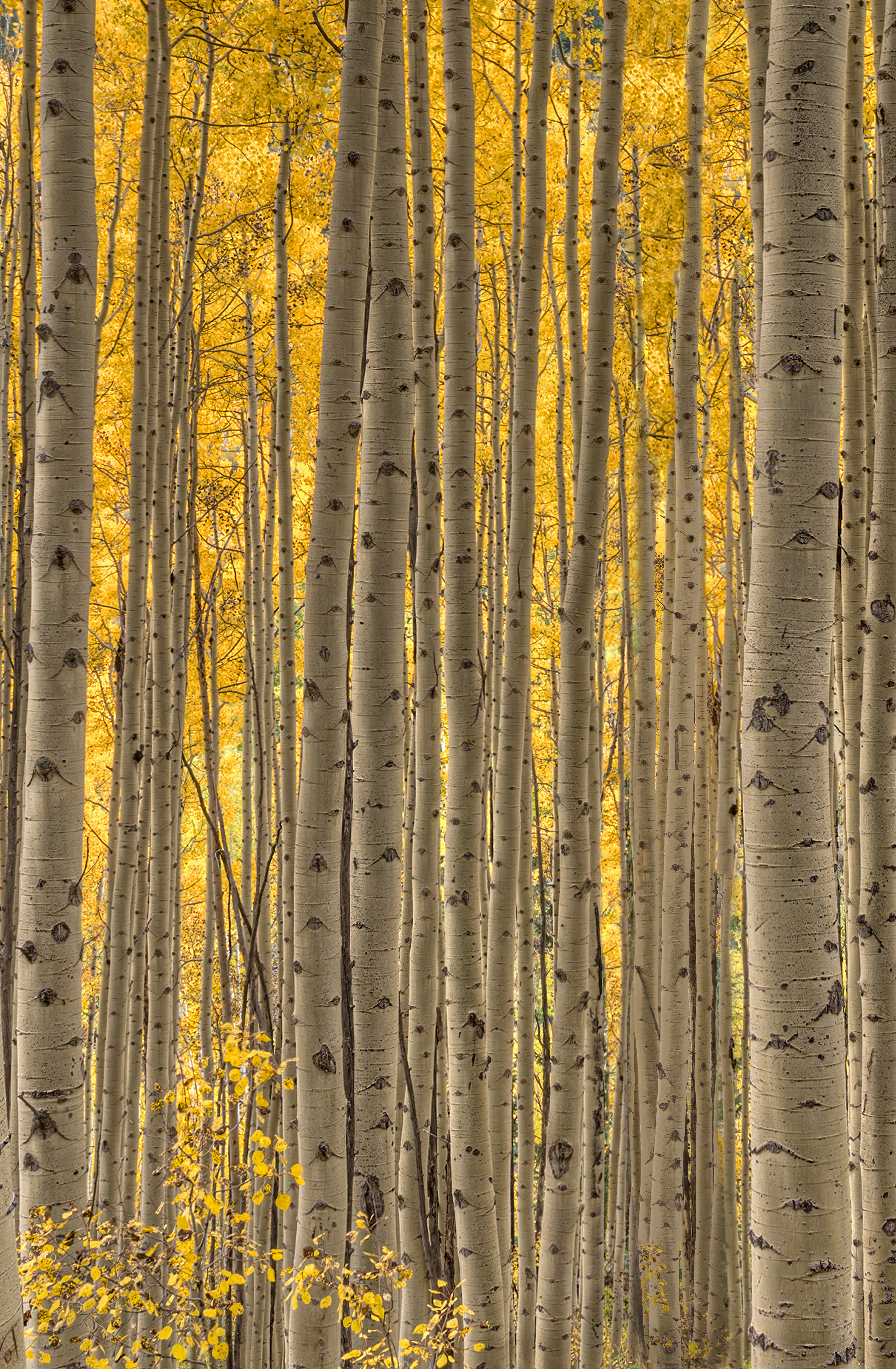 Tall Aspens by Tom Heywood Photography