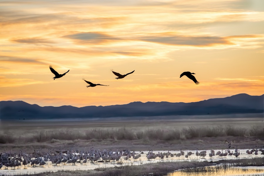Sand Hill Crane Sunrise by Tom Heywood Photography