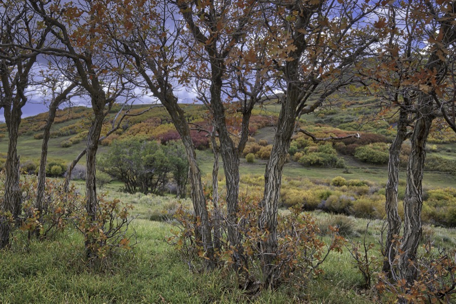 Willows and Oaks by Tom Heywood Photography
