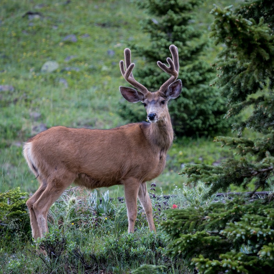 Deer Buck in Velvet by Tom Heywood Photography