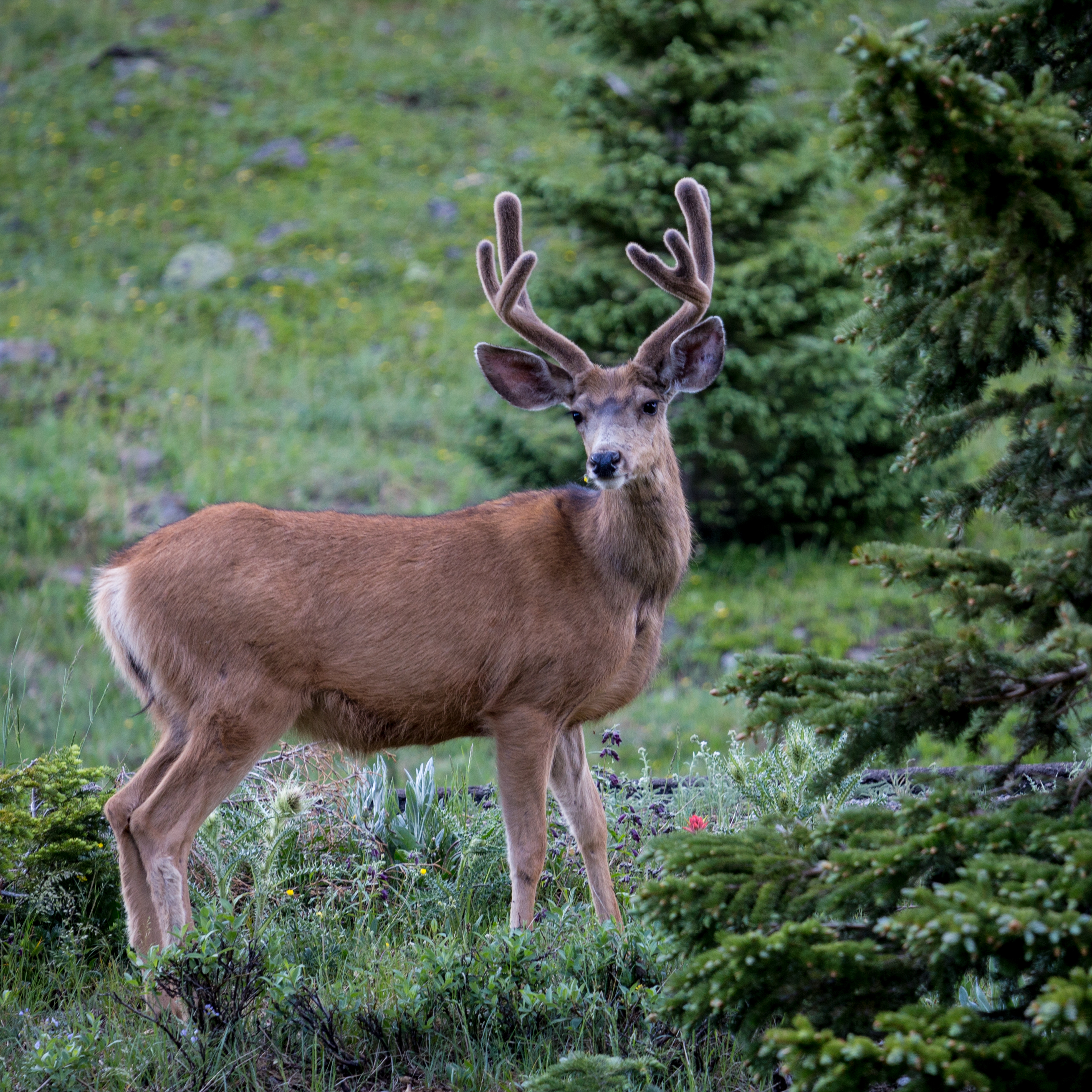Deer Buck in Velvet by Tom Heywood Photography
