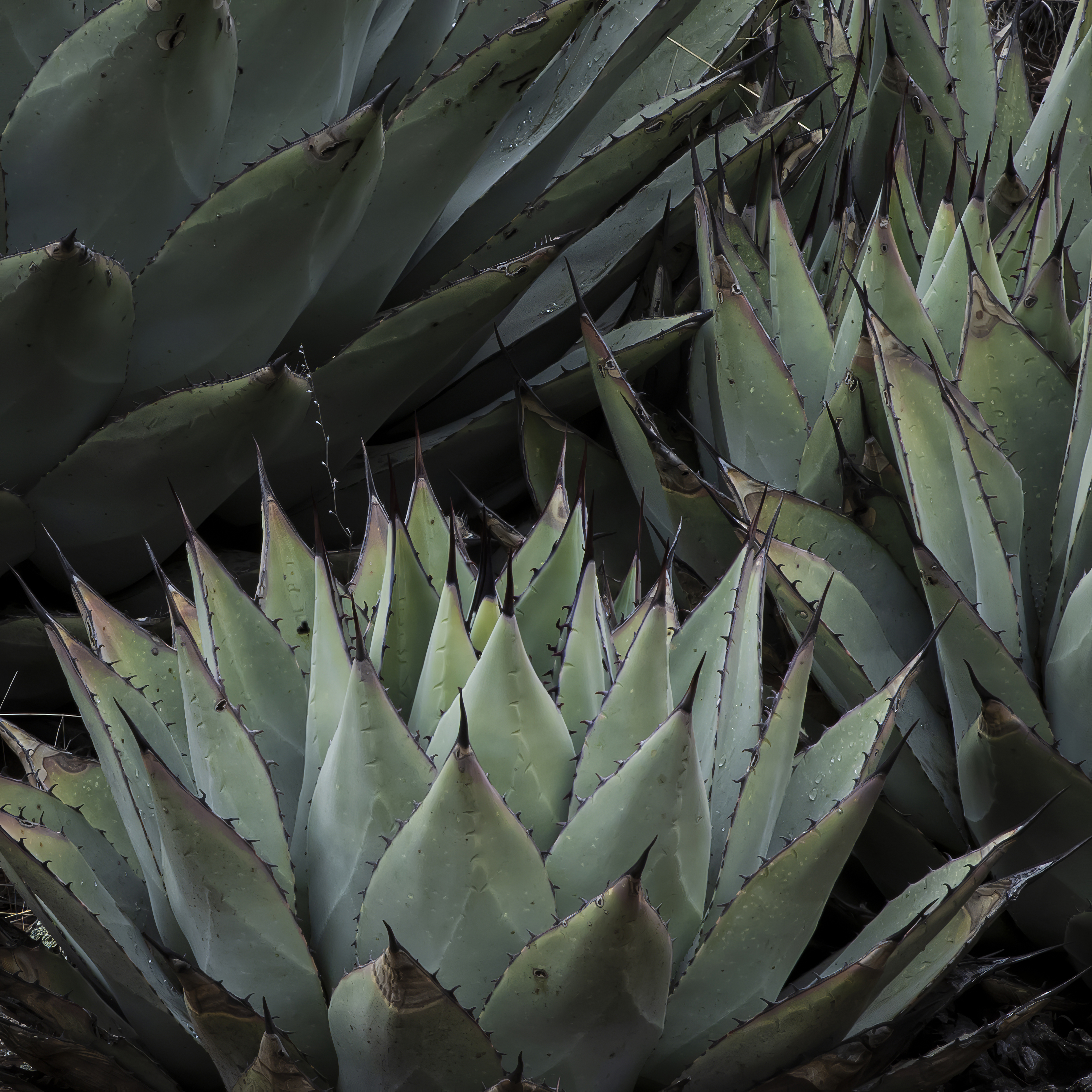 Agave by Tom Heywood Photography